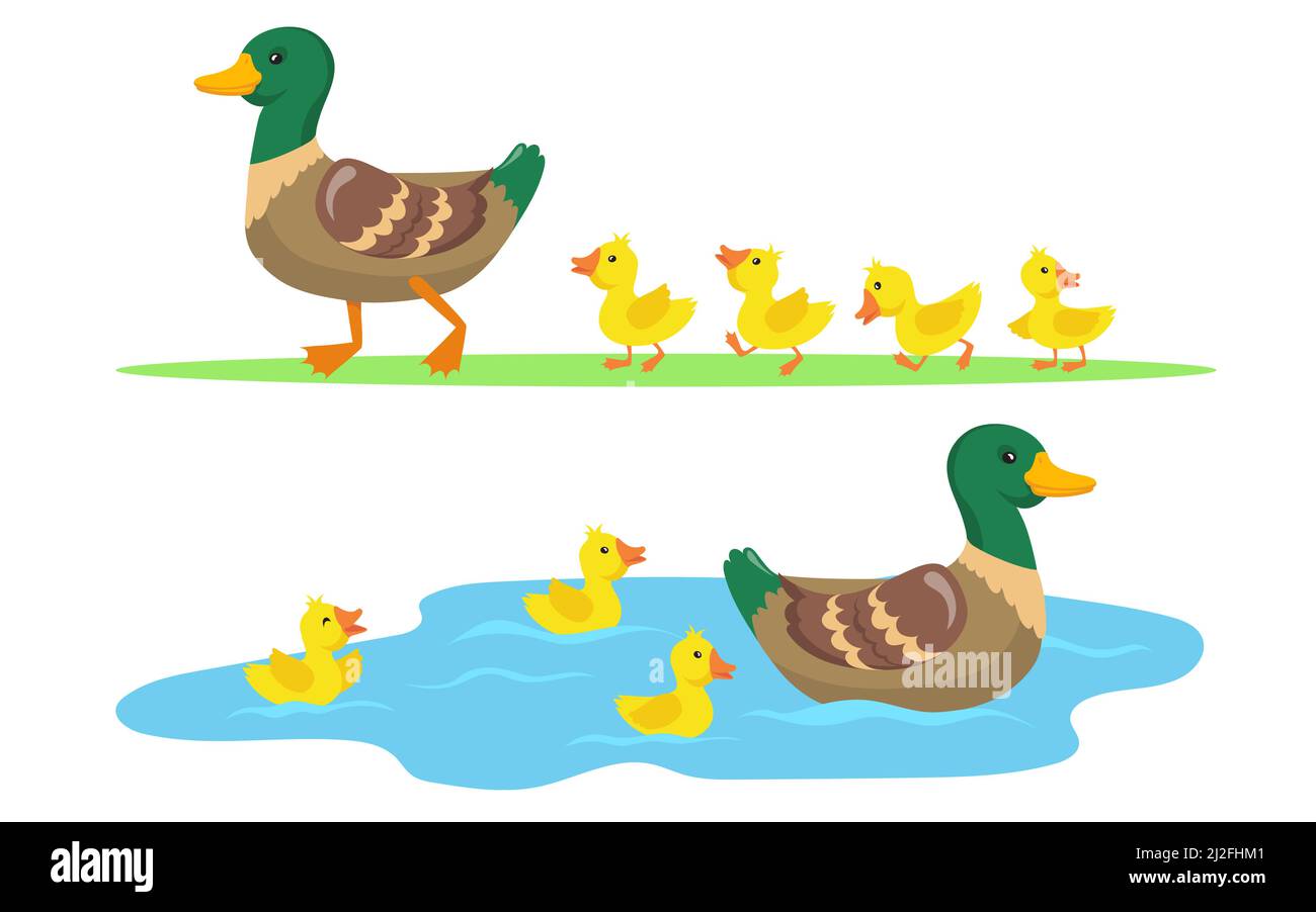 Anatra e anatroccoli set. Carino madre anatra e uccelli gialli bambini a piedi su erba e nuoto in stagno. Illustrazioni vettoriali per animali da fattoria, pollame Illustrazione Vettoriale