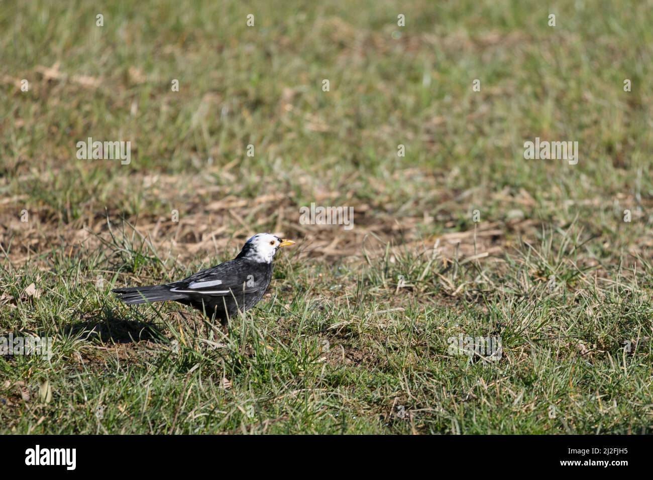 Blackbird a testa bianca in erba alla ricerca di cibo Foto Stock