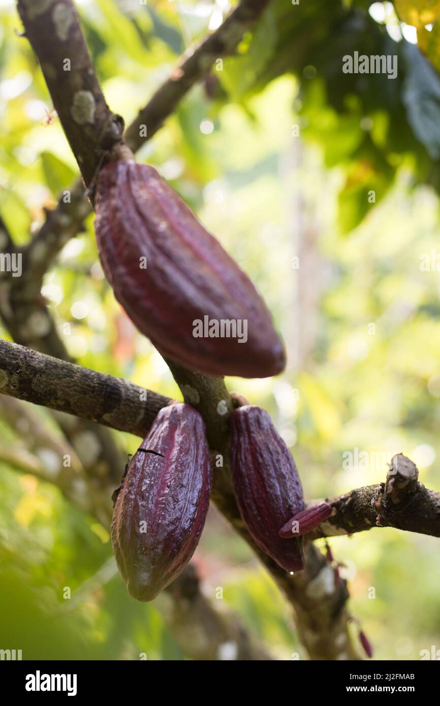 Baccelli di cacao appesi ad un albero e maturi per la raccolta - Mamuju Regency, Sulawesi Island, Indonesia, Asia. Foto Stock