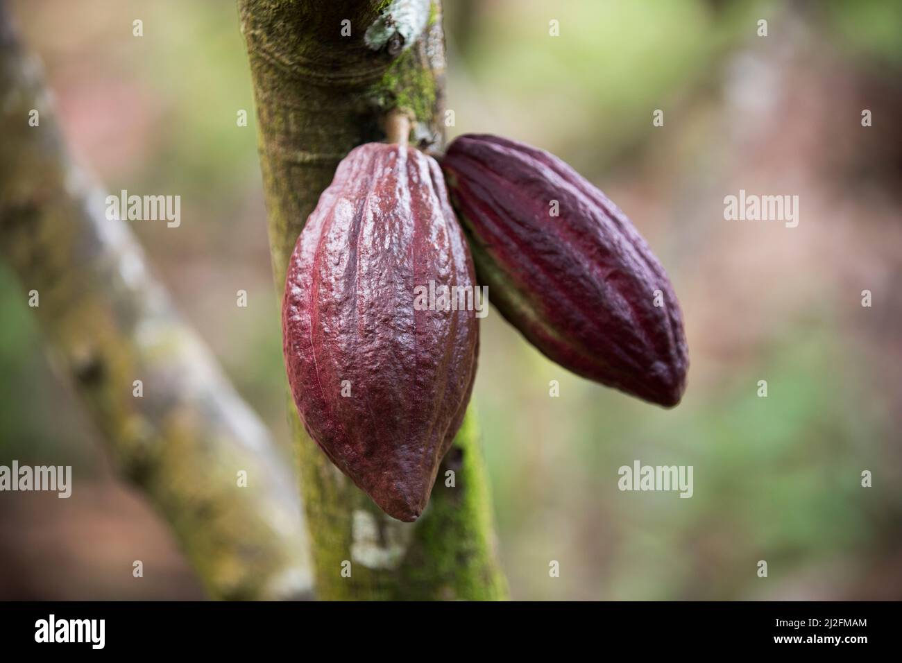 Baccelli di cacao appesi ad un albero e maturi per la raccolta - Mamuju Regency, Sulawesi Island, Indonesia, Asia. Foto Stock