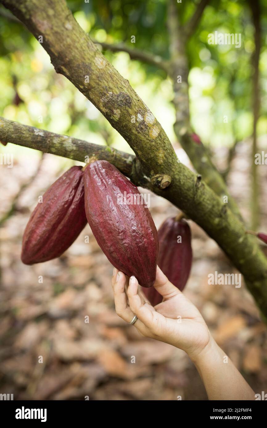 Baccelli di cacao appesi ad un albero e maturi per la raccolta - Mamuju Regency, Sulawesi Island, Indonesia, Asia. Foto Stock