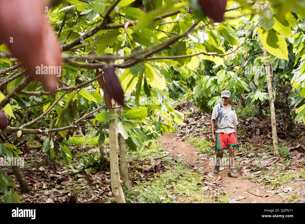 Contadino maschio di cacao che raccoglie e pota i suoi alberi di cacao e i suoi baccelli in Mamuju Regency, Sulawesi Island, Indonesia, Asia. Foto Stock