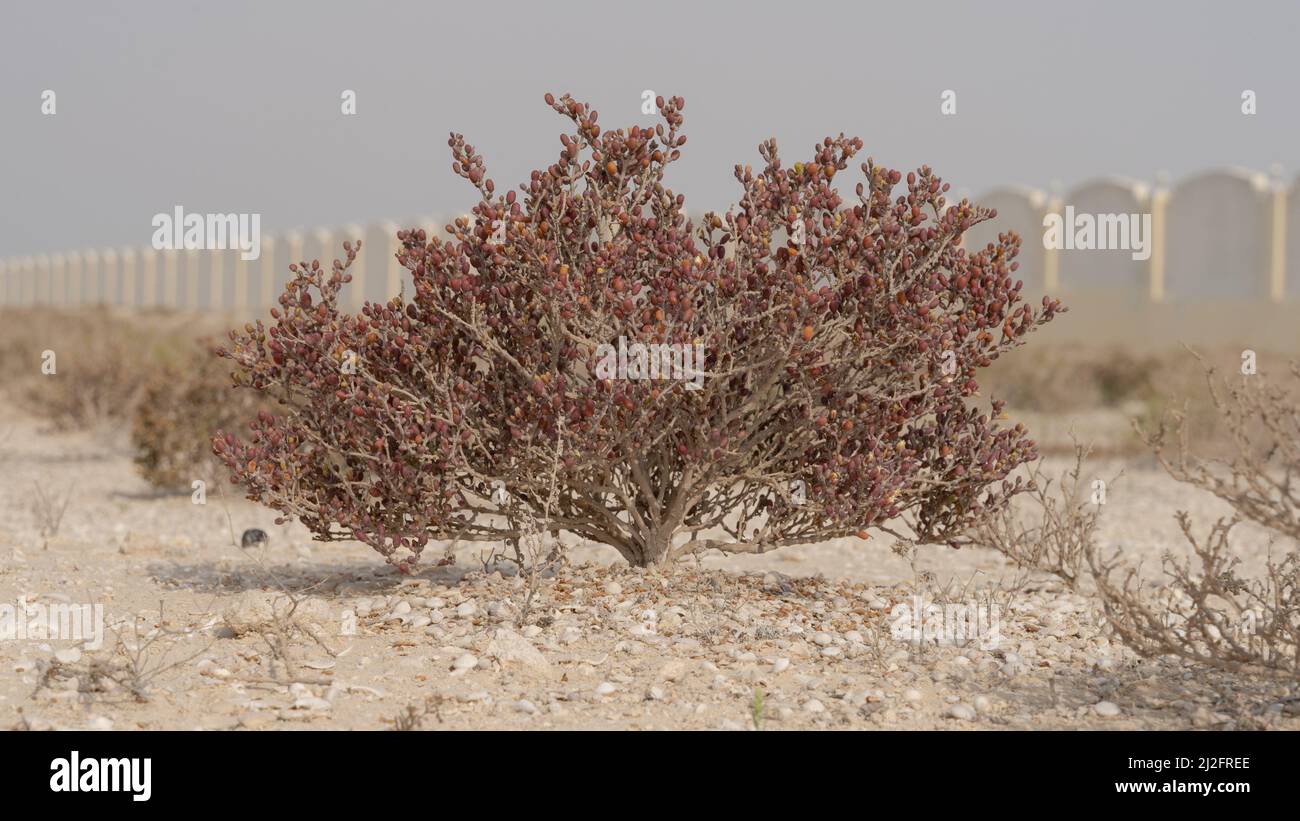 Erba del deserto pianta in Qatar, pianta di alofita Zygophyllum qatarense o Tetraena qatarense Foto Stock