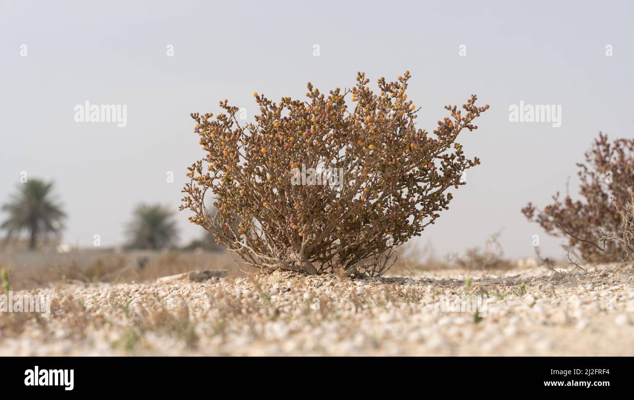 Erba del deserto pianta in Qatar, pianta di alofita Zygophyllum qatarense o Tetraena qatarense Foto Stock