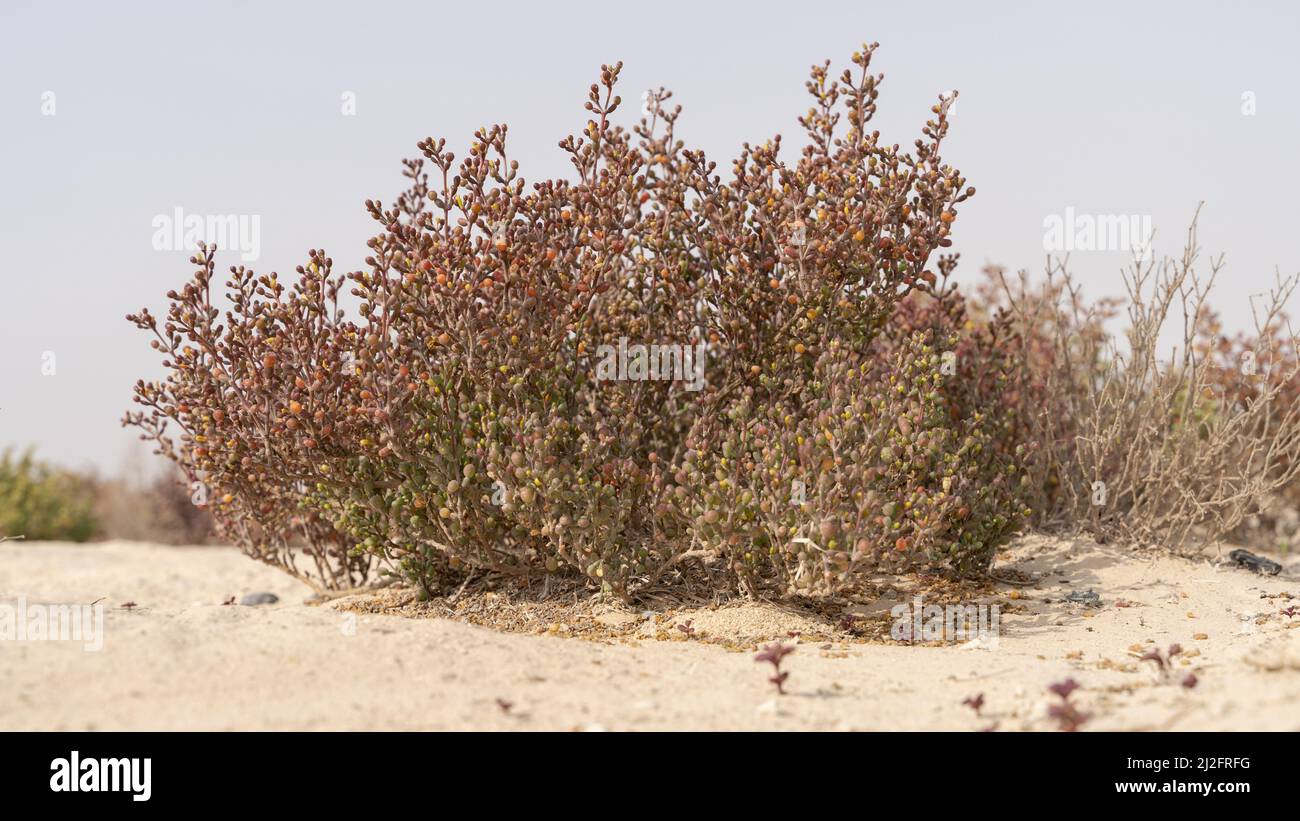Erba del deserto pianta in Qatar, pianta di alofita Zygophyllum qatarense o Tetraena qatarense Foto Stock