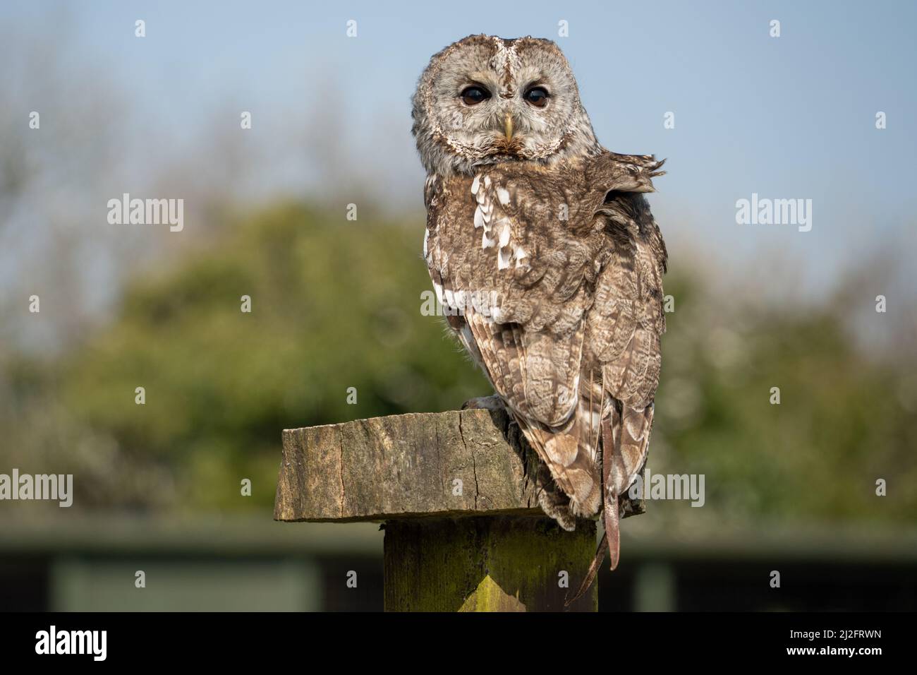 Tawny gufo (Strix aluco) al santuario di Gufo di Screech, Cornovaglia, Regno Unito. Foto Stock