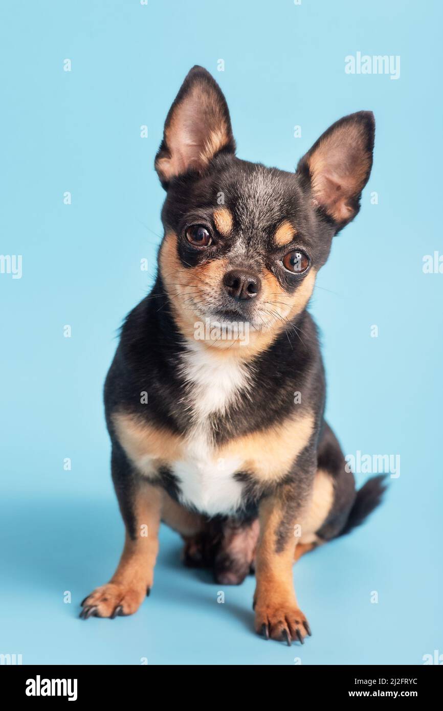 Chihuahua cane tricolore su sfondo blu. PET. Studio foto di un cane. Foto Stock