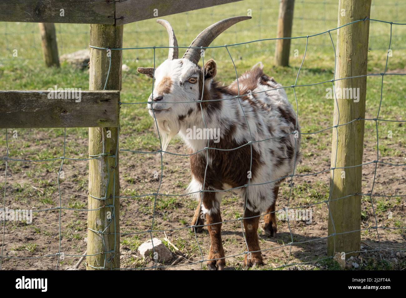 Una capra sta guardando i visitatori al Santuario di Gufo di Screech, Cornovaglia, Regno Unito. Foto Stock
