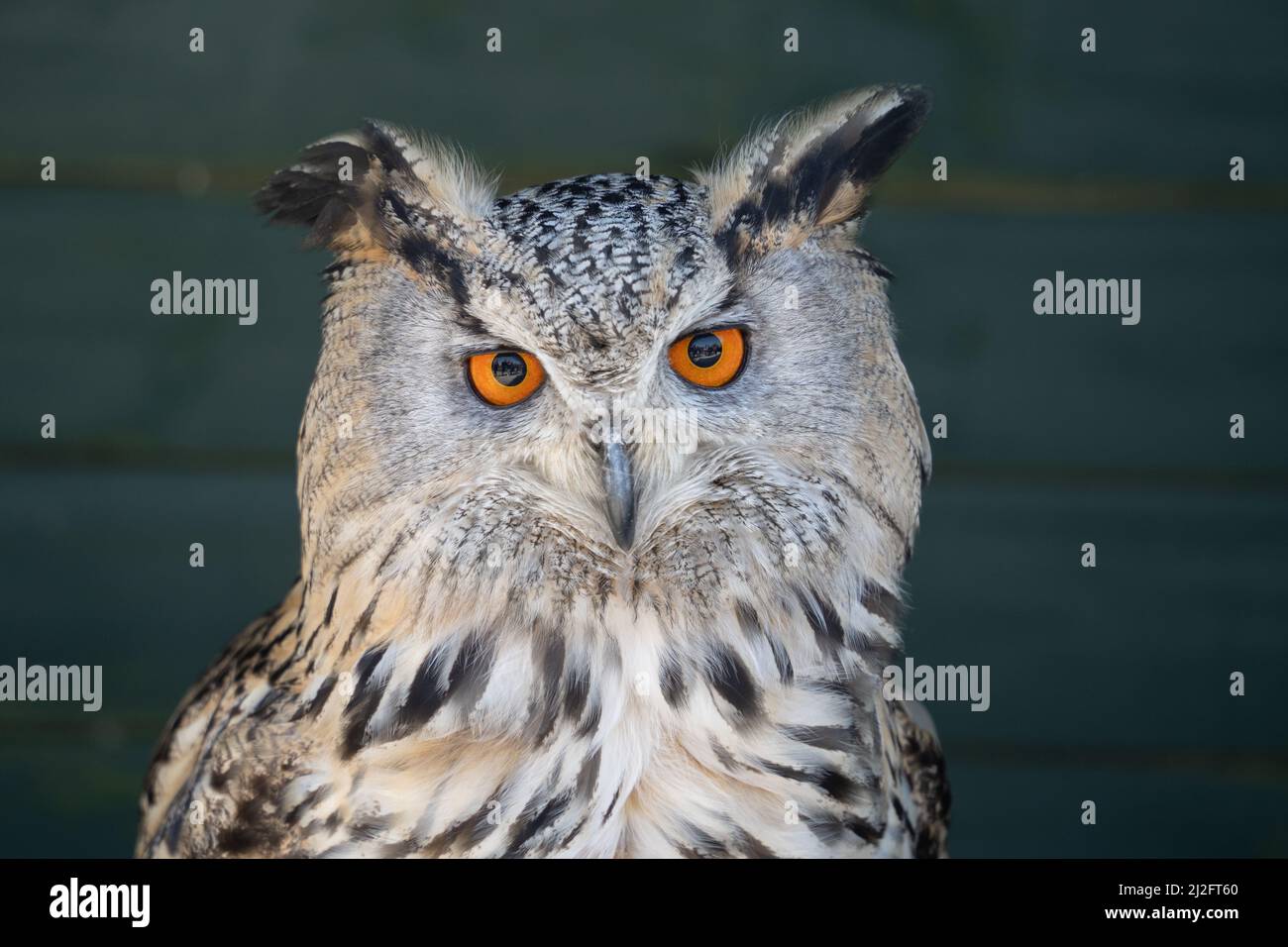 Aquila eurasiatica (bubo bubo) o Uhu, presso lo Screech Owl Sanctuary, Cornovaglia, Regno Unito. Foto Stock
