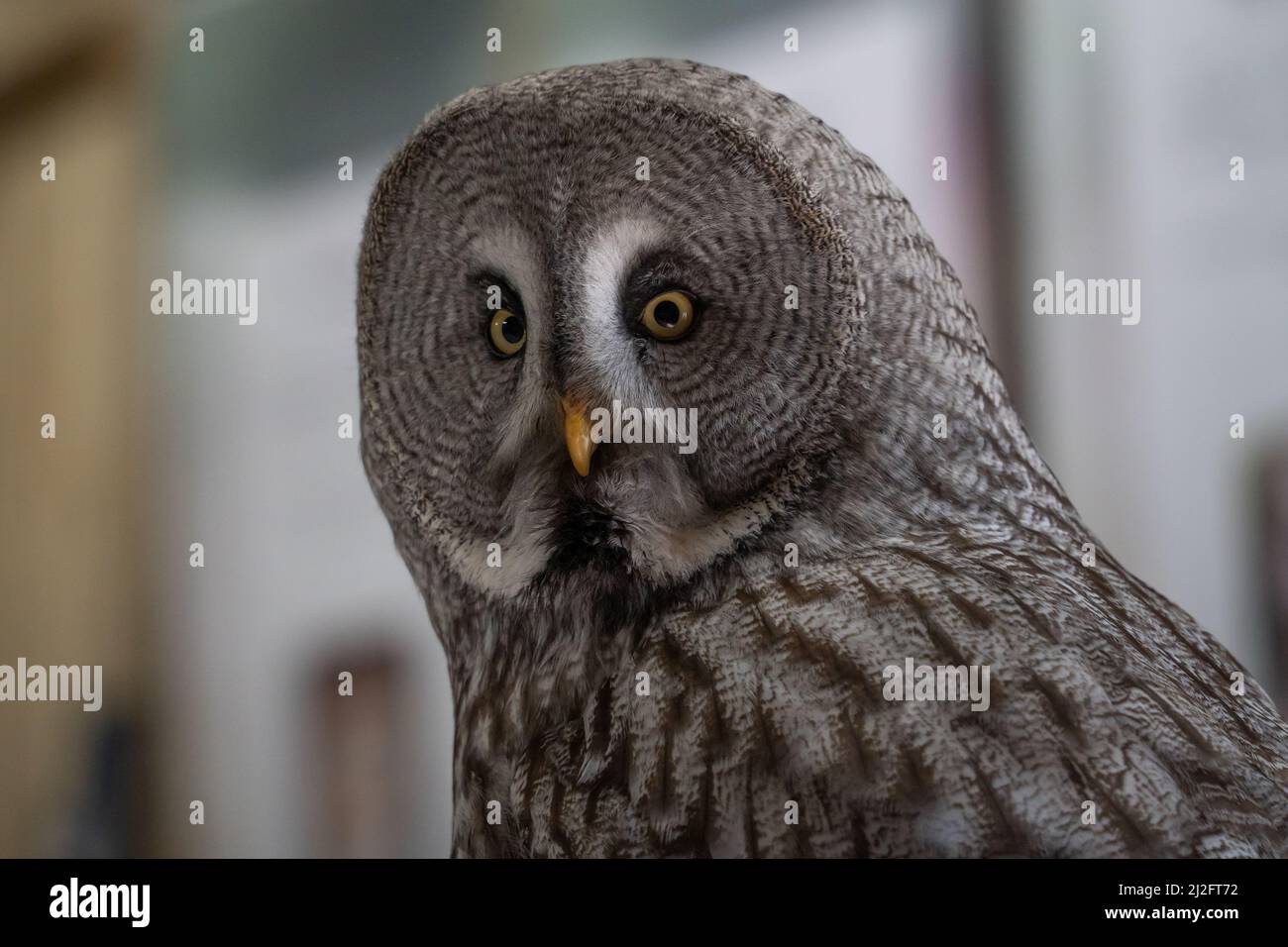 Grande gufo grigio o grigio (Strix nebucosa) presso il santuario di Gufo di Screech, Cornovaglia, Regno Unito. Foto Stock