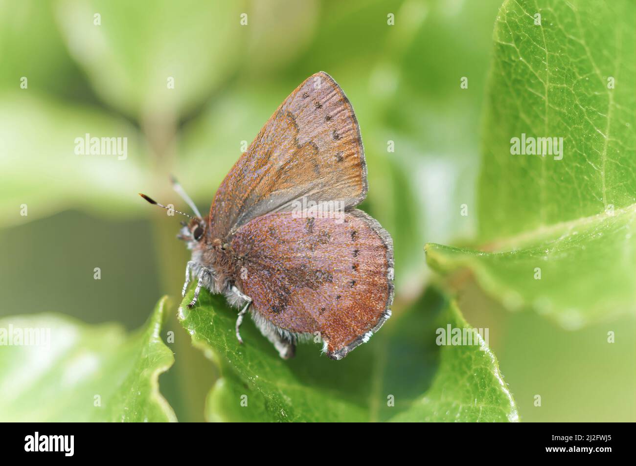 Farfalla femmina Elfin marrone arroccata su foglia verde. Mt Diablo state Park, Contra Costa County, California, USA. Foto Stock