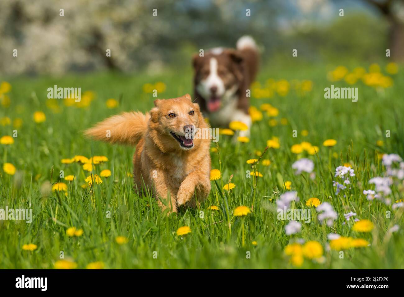 Cani di razza incrociata in natura primaverile Foto Stock