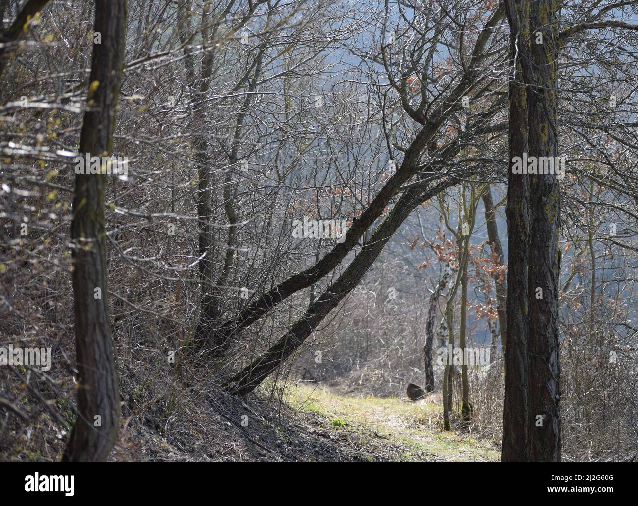 Alberi storto su una pendenza Foto Stock