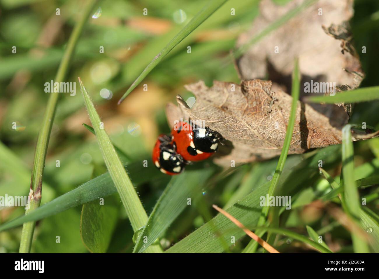 Una foto di un ladybug insieme ad un altro ladybug, scattata a Salford al Peel Park. Scattata con un obiettivo macro. Foto Stock
