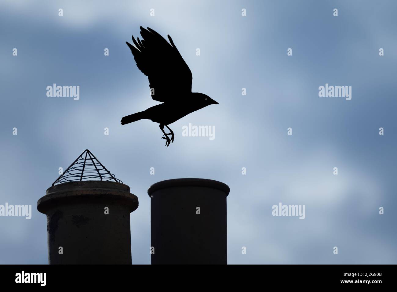 Silhouette di un Jackdaw nero che si stila da una pila di camini Foto Stock