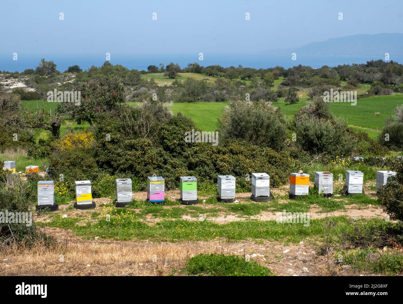 Colourful fila di alveari di ape vicino a Neo Chorio, Repubblica di Cipro. Foto Stock