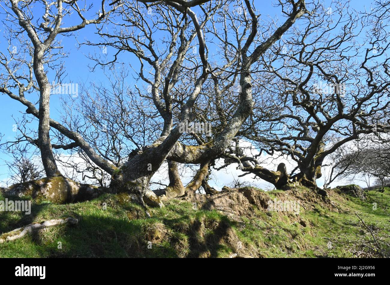 Radici, tronco e rami ricoperti di muschio di quercia che fiancheggiano una via di briglia in una giornata di primavera soleggiata sotto un cielo azzurro in Corn Foto Stock