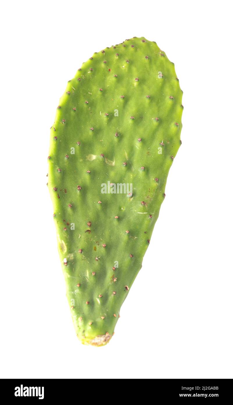 Piastre Cactus isolate su sfondo bianco Foto Stock