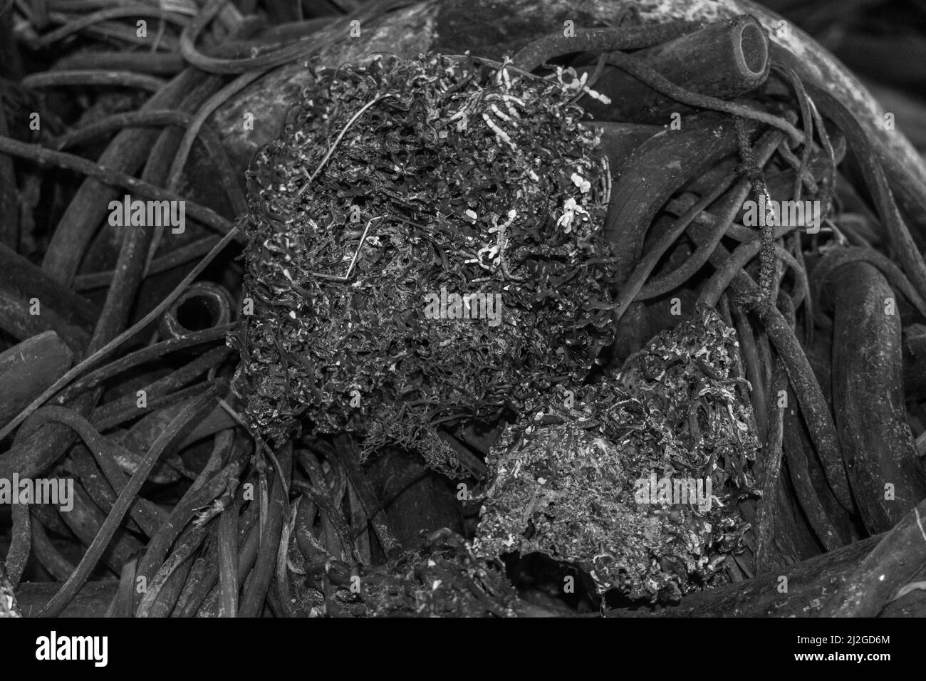 Foto monocromatica del kelp sulla spiaggia, Washington, USA Foto Stock