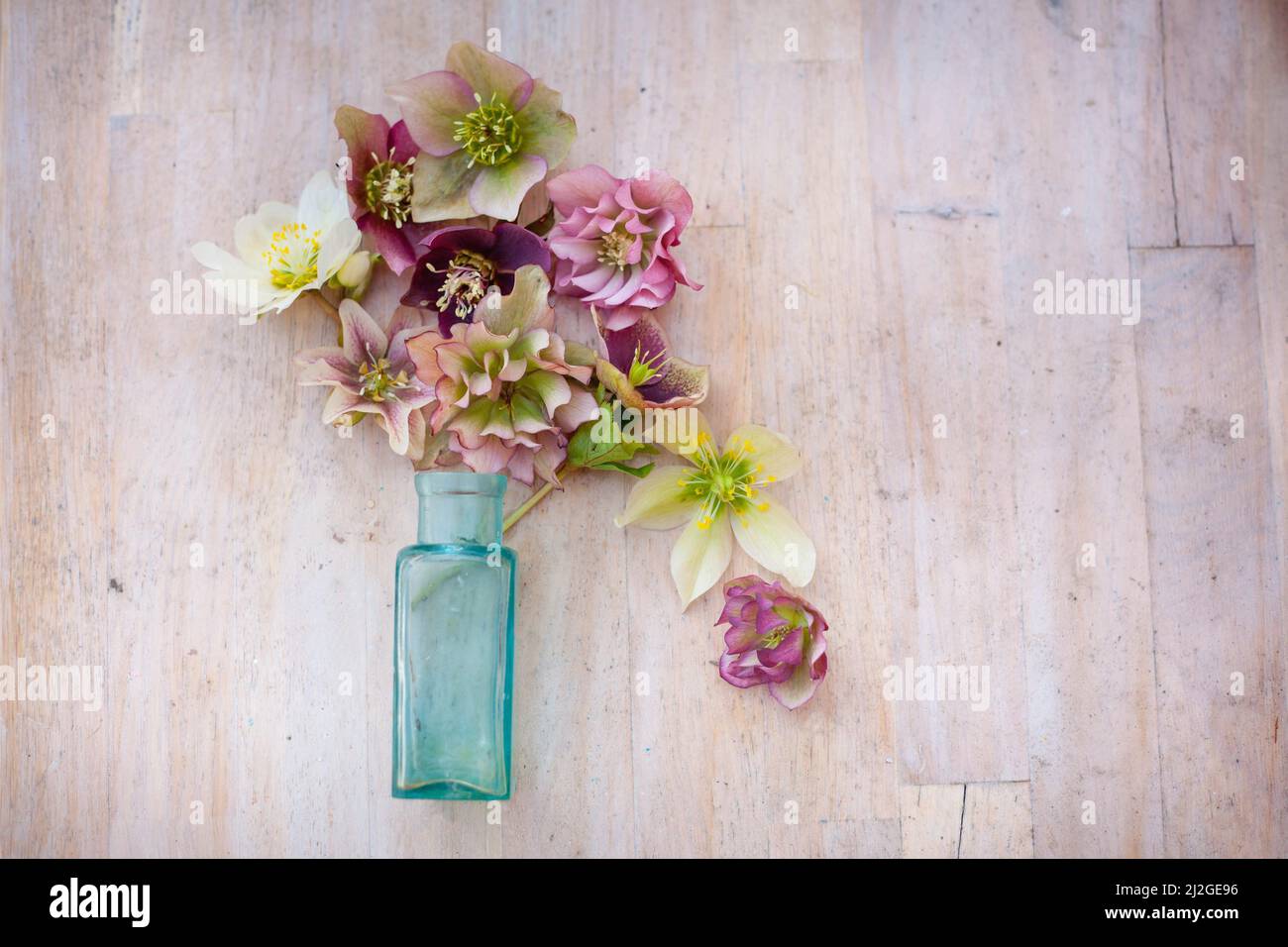 composizione floreale con bottiglia d'annata blu, fiori rosa e bianchi su tavola di legno Foto Stock