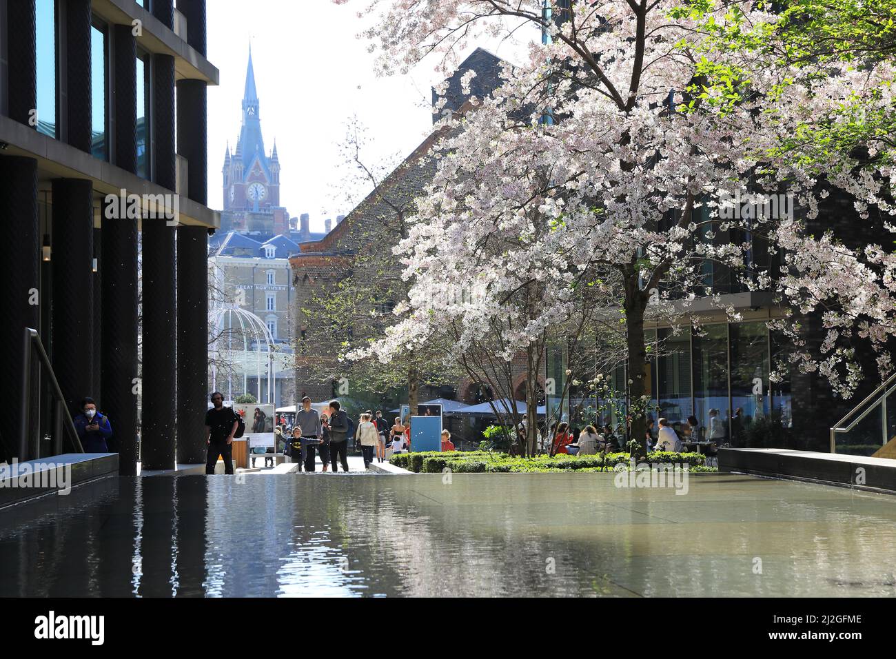 Bella fioritura su Pancras Square a fine marzo, durante una mini onda di calore, dietro Kings Cross, nel nord di Londra, Regno Unito Foto Stock