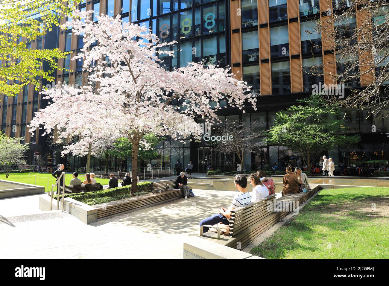 Bella fioritura su Pancras Square a fine marzo, durante una mini onda di calore, dietro Kings Cross, nel nord di Londra, Regno Unito Foto Stock