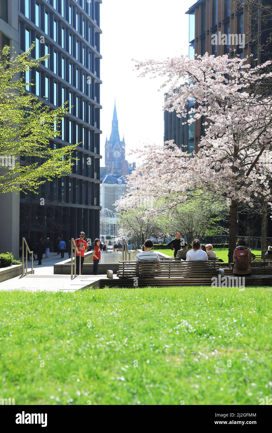 Bella fioritura su Pancras Square a fine marzo, durante una mini onda di calore, dietro Kings Cross, nel nord di Londra, Regno Unito Foto Stock