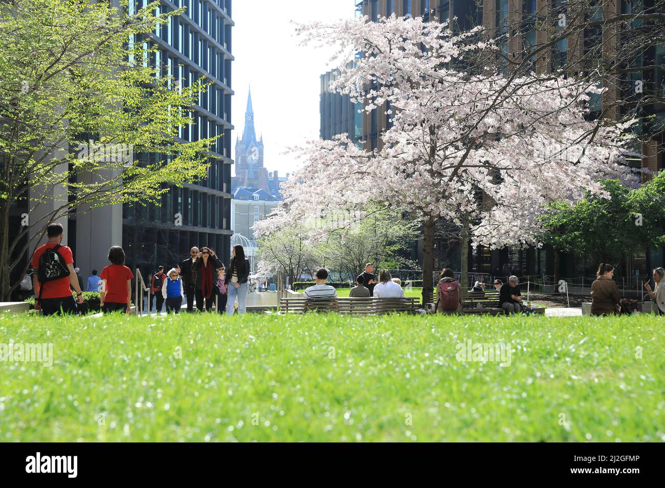 Bella fioritura su Pancras Square a fine marzo, durante una mini onda di calore, dietro Kings Cross, nel nord di Londra, Regno Unito Foto Stock