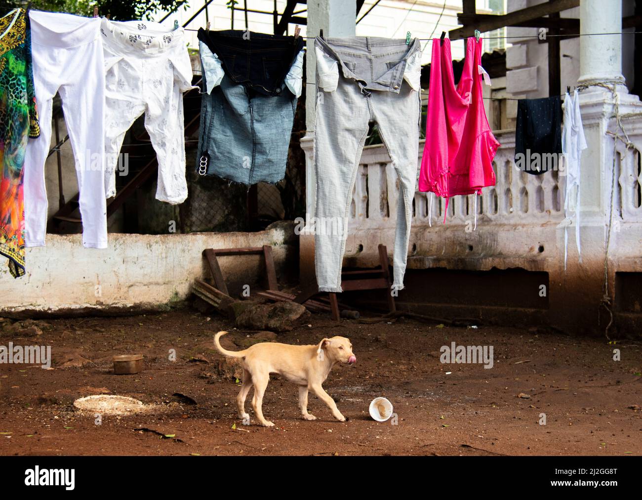 Il giovane cane mangia e gioca in cantiere mentre i panni si asciugano su una linea di abbigliamento a l'Avana, Cuba. Foto Stock