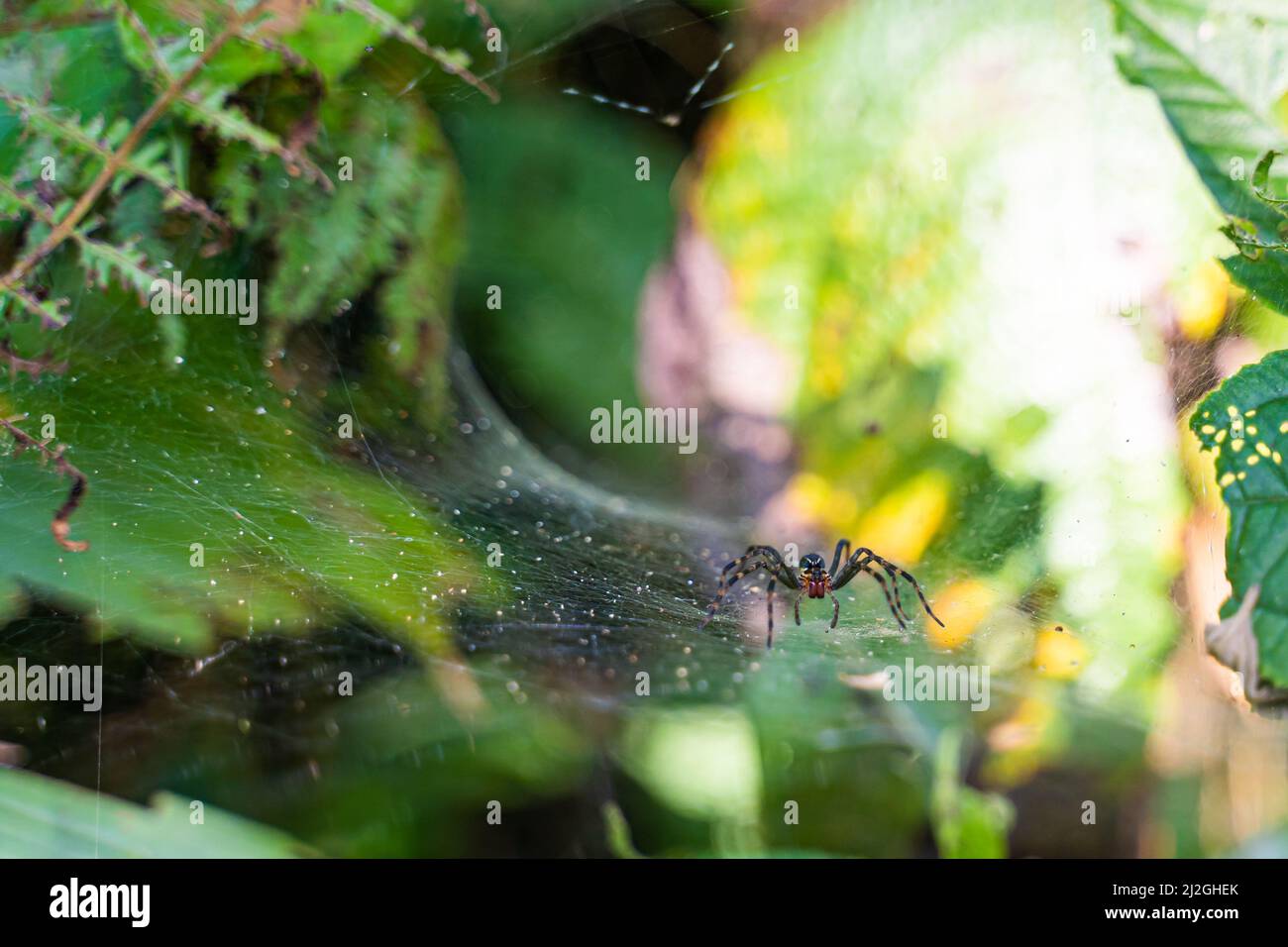 Ragno sconosciuto ( Aglaoctenus Lagotis ? ) Nella foresta amazzonica di puerto Nariño, Colombia Foto Stock