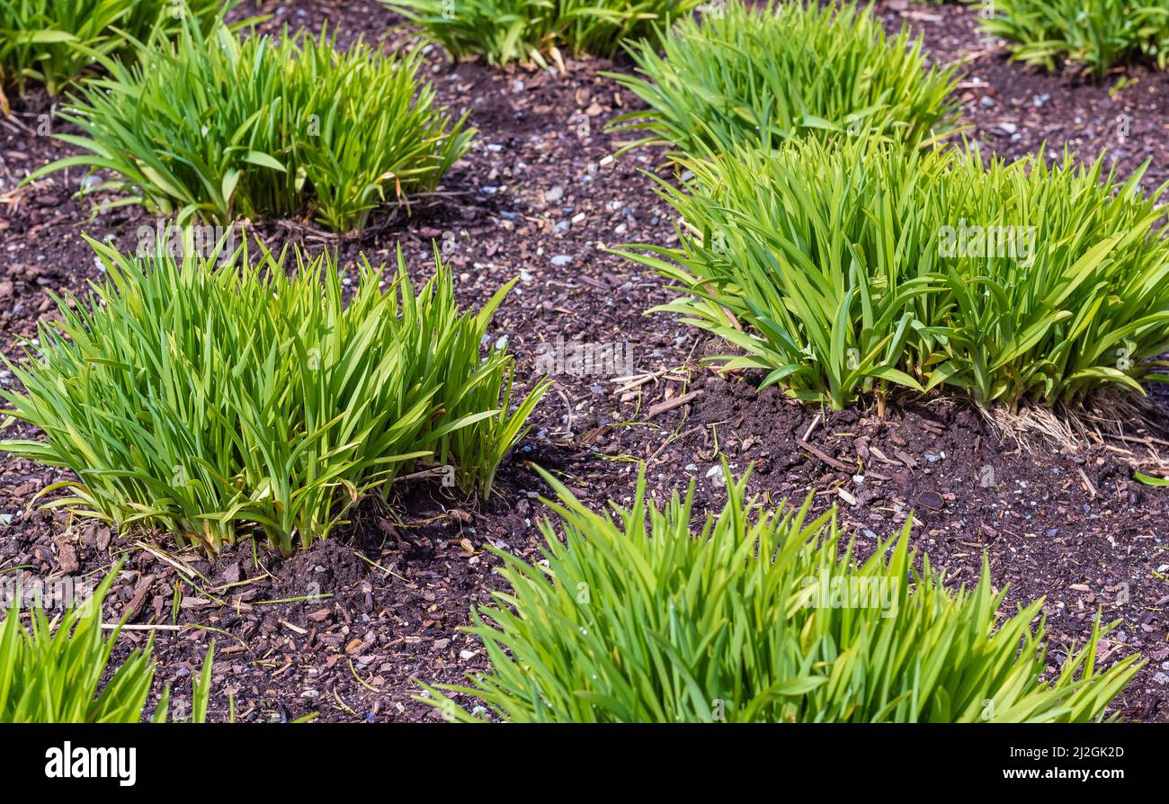 Nuove erbe ornamentali in primavera. Prato verde nel giardino paesaggistico e formale. Nessuno, fuoco selettivo, concetto di giardinaggio fotografico Foto Stock