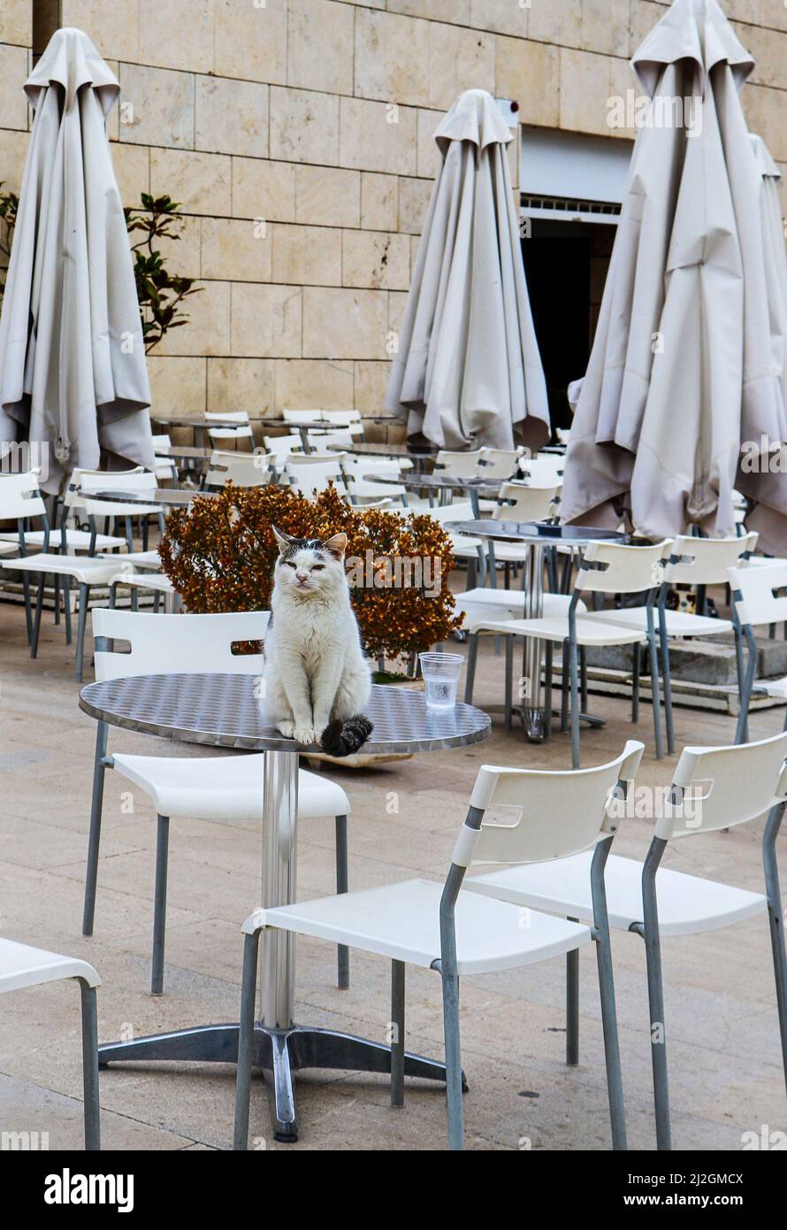 Un gatto piuttosto soffice si siede su un tavolo di metallo rotondo nel ristorante all'aperto con sedie bianche e ombrelloni chiusi color crema accanto a vetro di plastica con wate Foto Stock