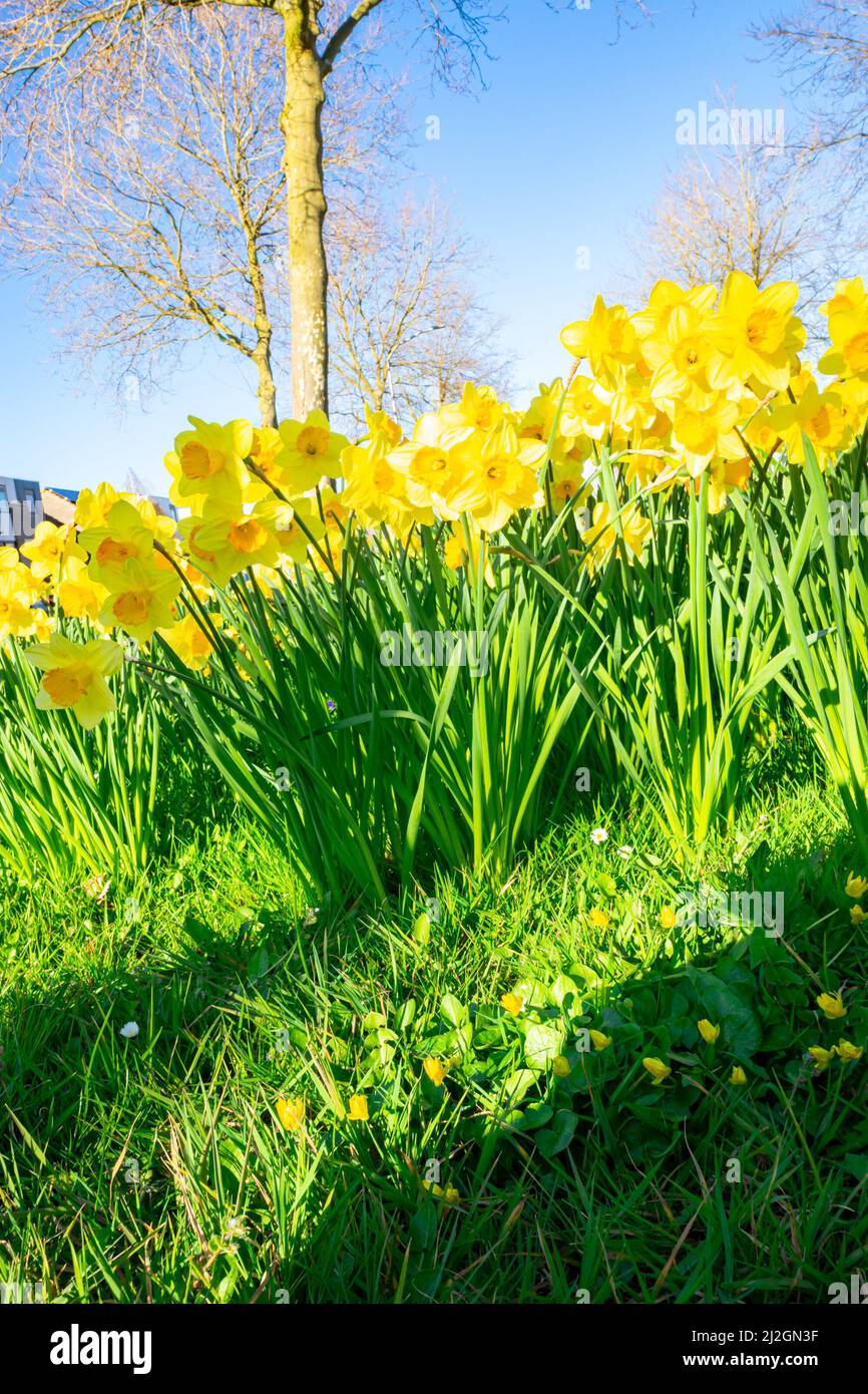 Immagine primaverile di daffodil giallo o narcischi fiori in un parco con un cielo blu sullo sfondo Foto Stock