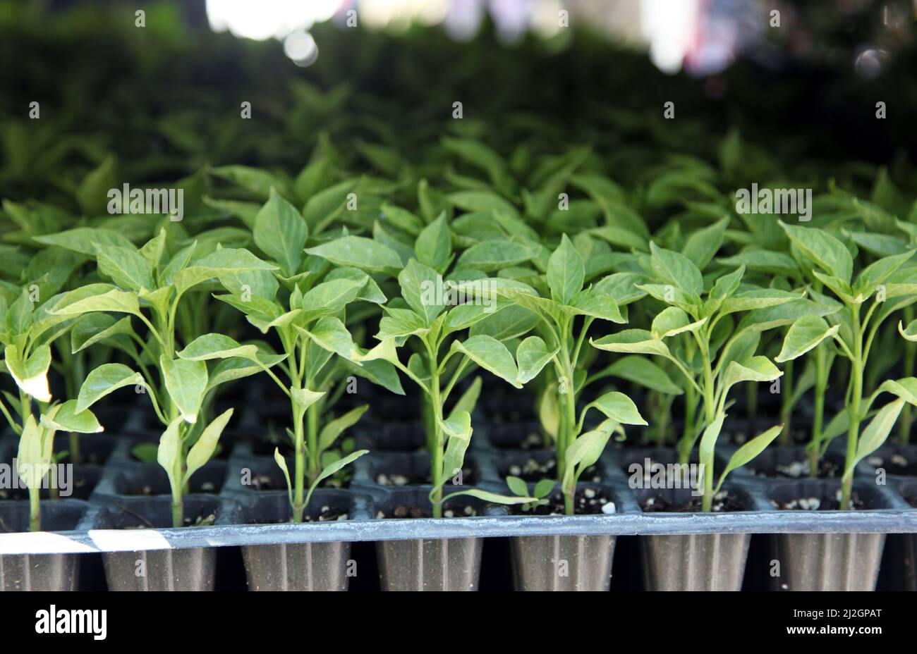 Pepare giovani pianta. Coltivare piantine di peperone dolce in cassette con terreno organico. Fuoco selettivo e primo piano. Foto Stock
