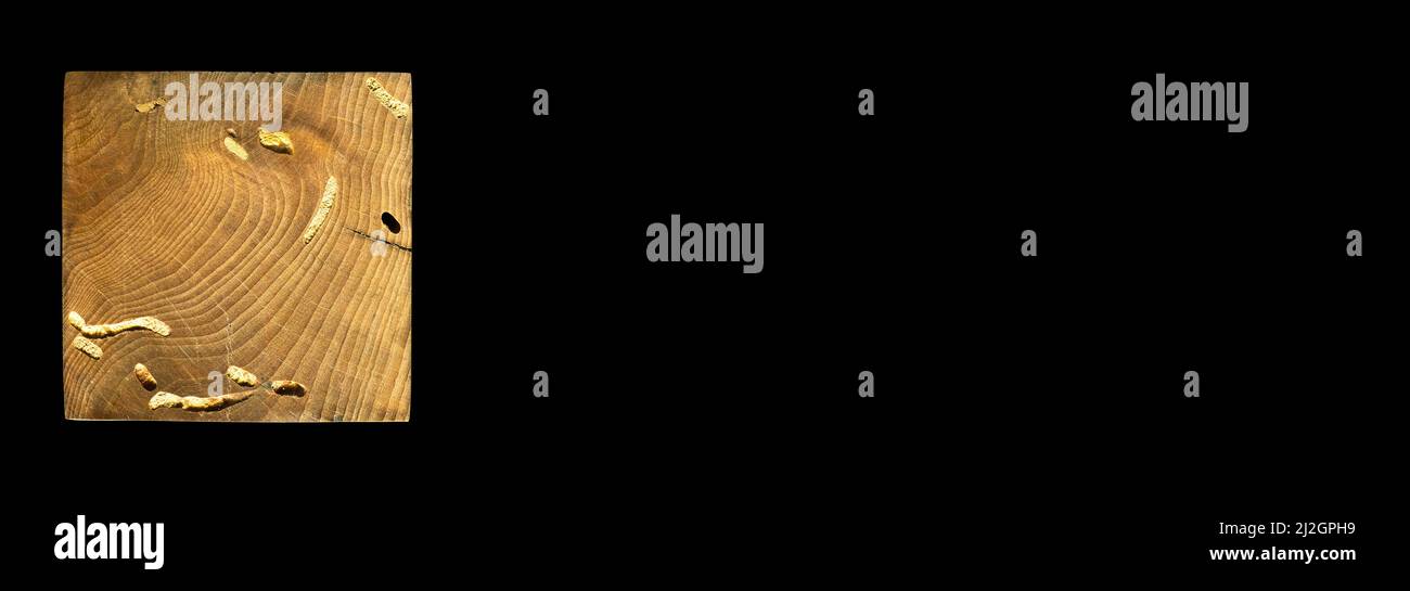 Grana di legno texture. Legno di carpino Wormy, può essere usato come sfondo, sfondo del modello Foto Stock