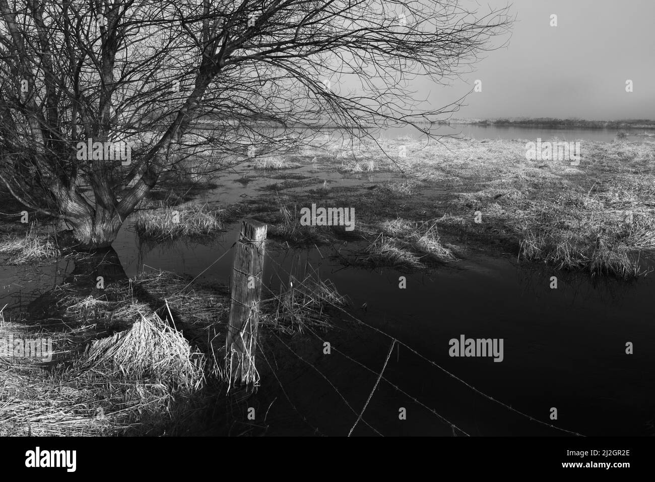 Foto in bianco e nero della prateria allagata vicino al lago Hauser, nell'Idaho settentrionale. Foto Stock