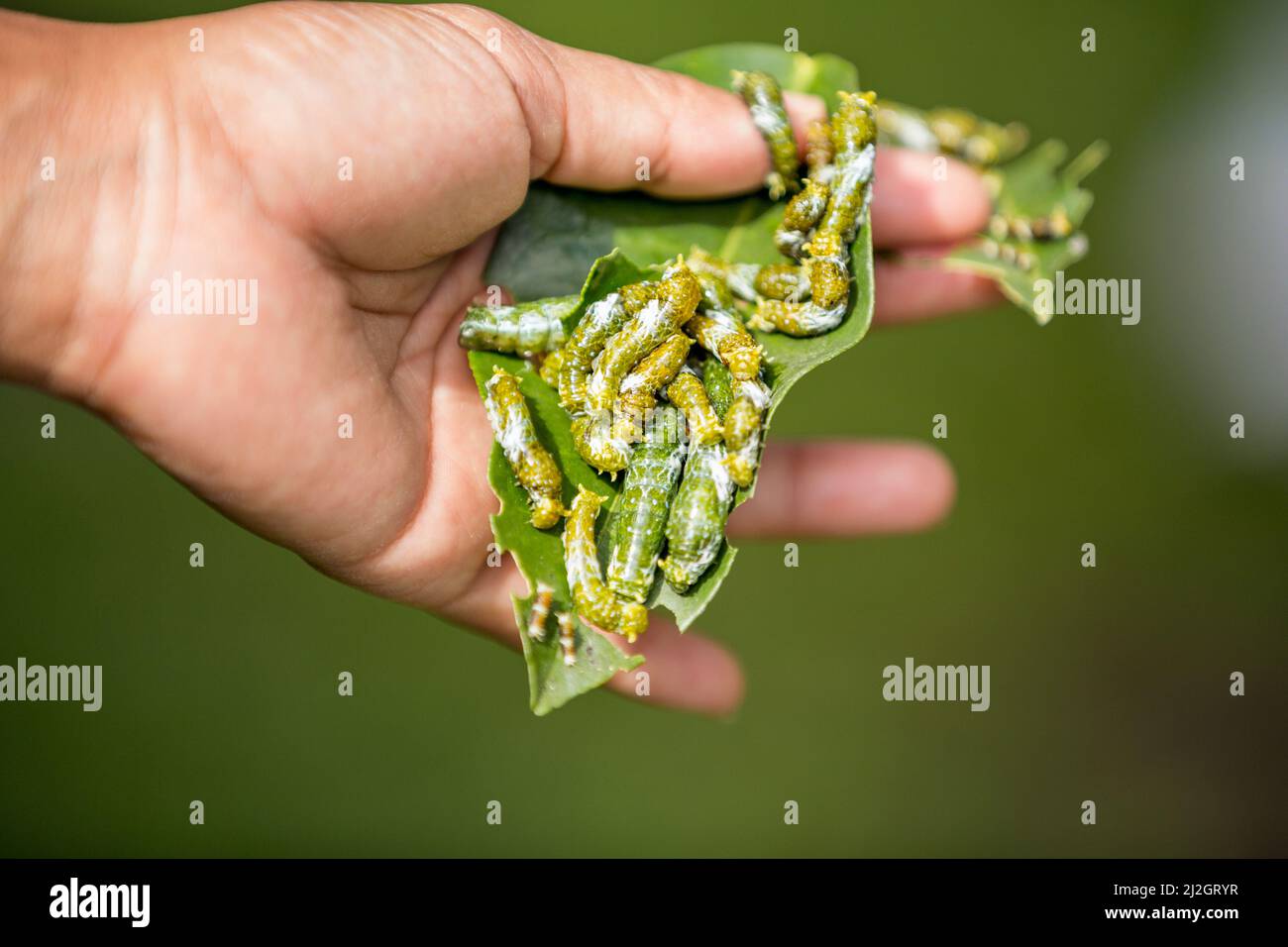 larve di farfalla su foglia in mano Foto Stock