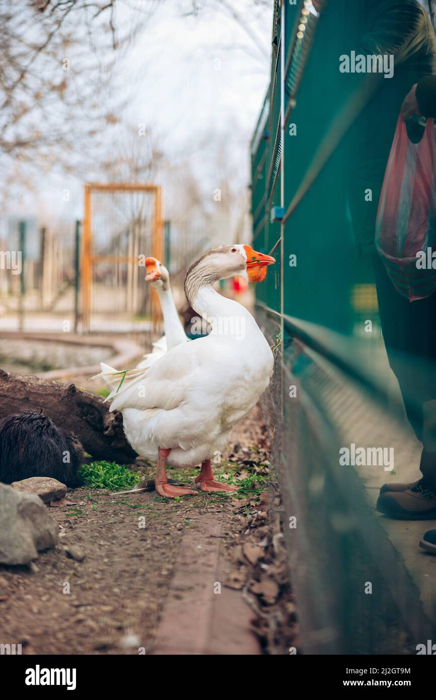 Ritratto di oca domestica, in profilo su sfondo sfocato in uno zoo. L'oca bianca è nutrita dalle persone. Foto di alta qualità Foto Stock