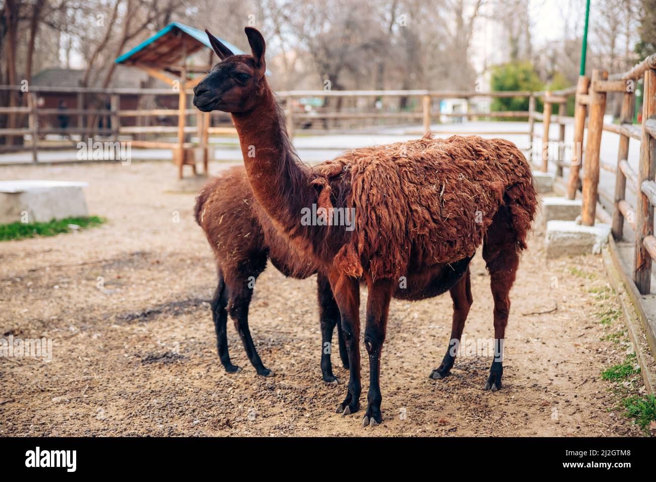 Un simpatico lama marrone in un parco zoo. Un mammifero animale soffice. Simile ad un alpaca. Foto di alta qualità Foto Stock Un simpatico lama marrone in un parco zoo. Un mammifero animale soffice. Simile ad un alpaca. Foto di alta qualità Foto Stock
