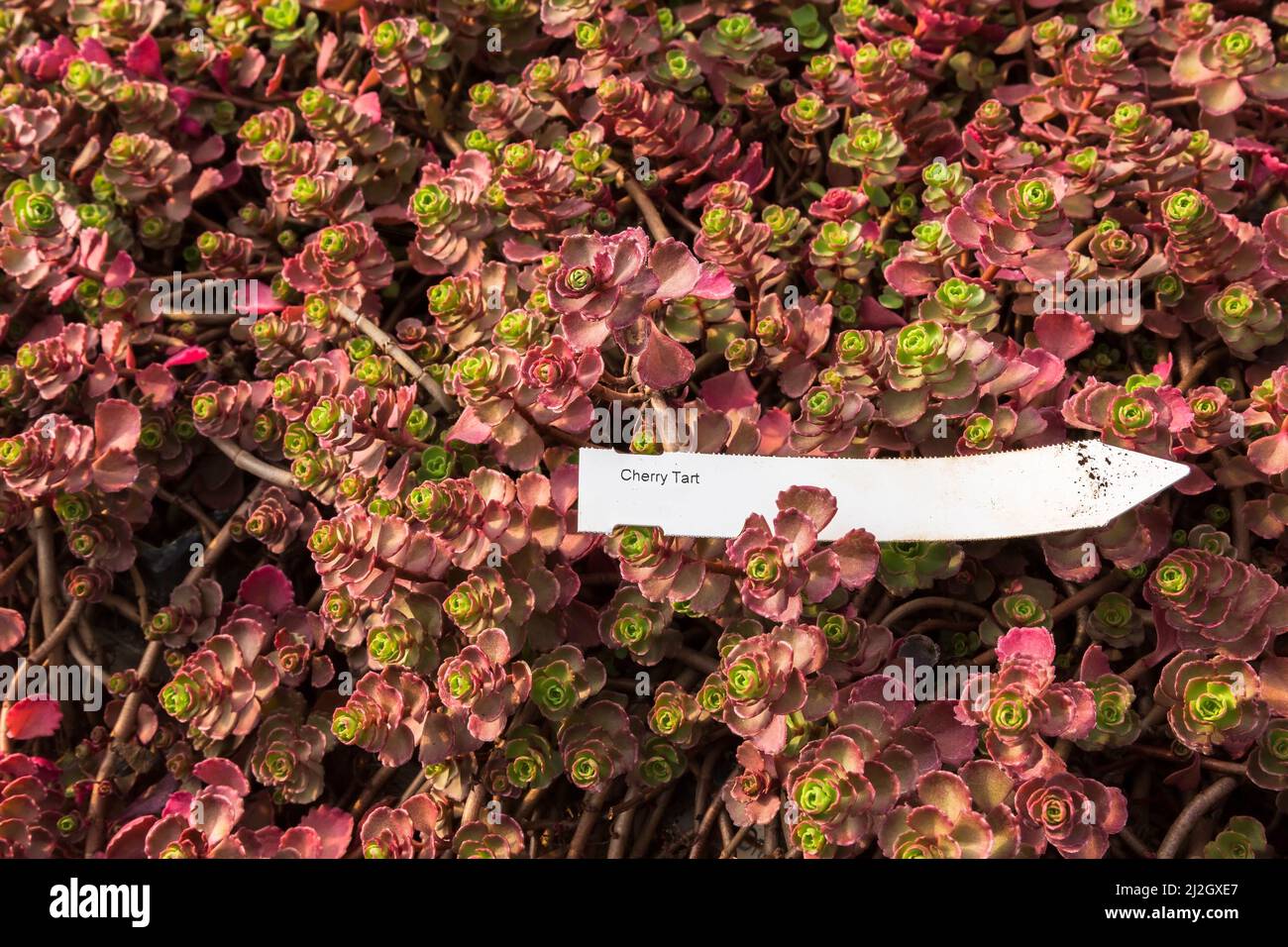 Sedum 'Cherry Tart' - Stonecrop che cresce all'interno del vivaio commerciale. Foto Stock