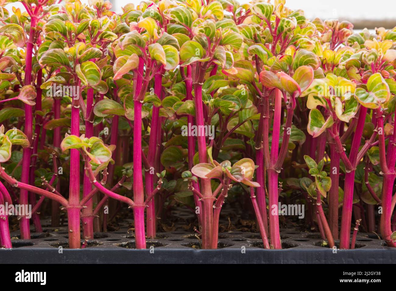 Sedum - piante di Stonecrop che crescono in vivaio commerciale. Foto Stock