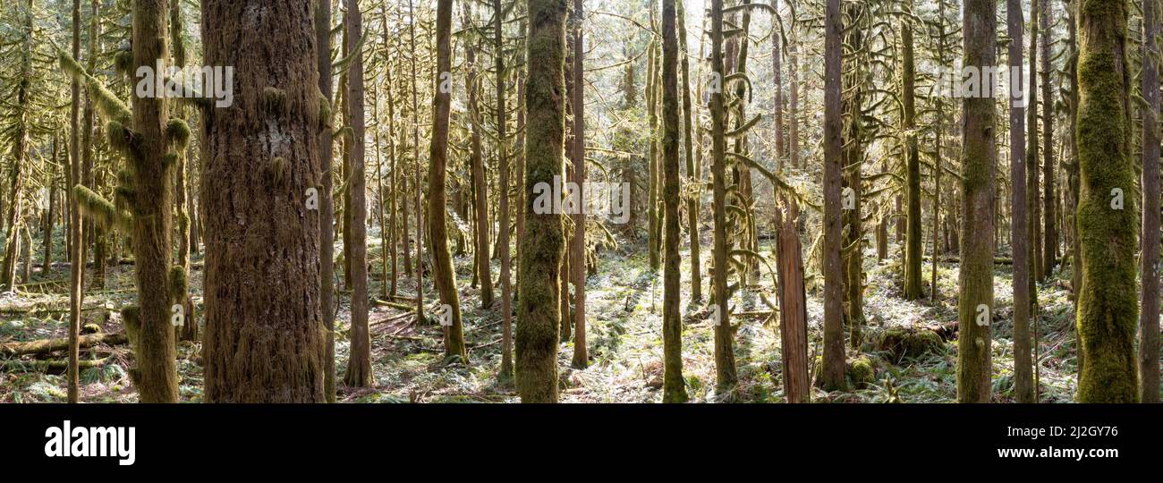 La luce del sole illumina il muschio e l'altra crescita epifitica lussureggiante come coperte una foresta pluviale sana e vecchia crescita trovata vicino a Mount Hood, Oregon. Foto Stock