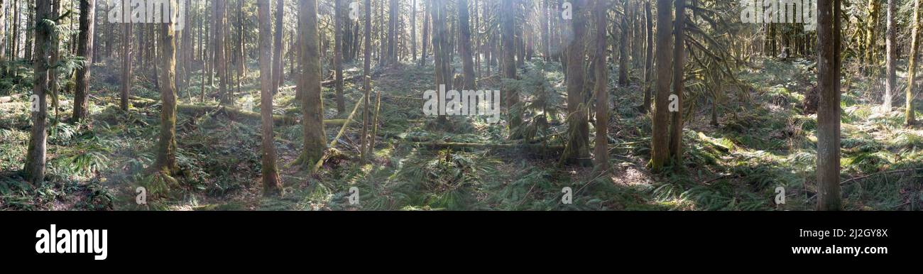 La luce del sole illumina il muschio e l'altra crescita epifitica lussureggiante come coperte una foresta pluviale sana e vecchia crescita trovata vicino a Mount Hood, Oregon. Foto Stock