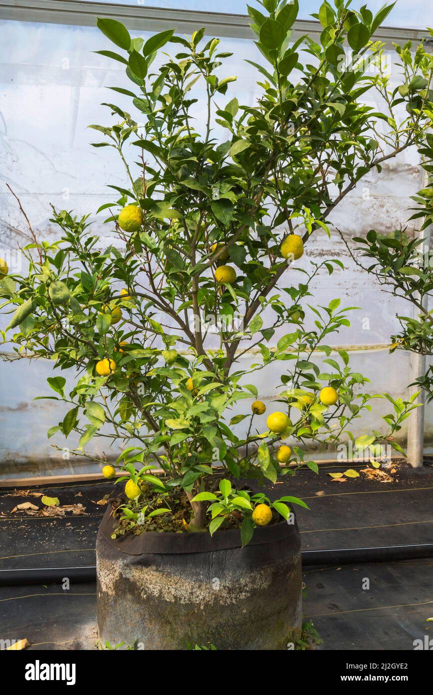 Citrus aurantiifolia - alberi da frutta di lime che crescono all'interno della serra commerciale, Quebec, Canada Foto Stock