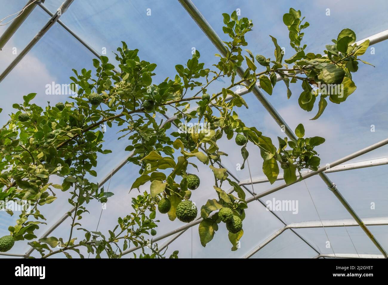 Agrumi hystrix - Kaffir Lime frutta che cresce all'interno della serra commerciale, Quebec, Canada Foto Stock