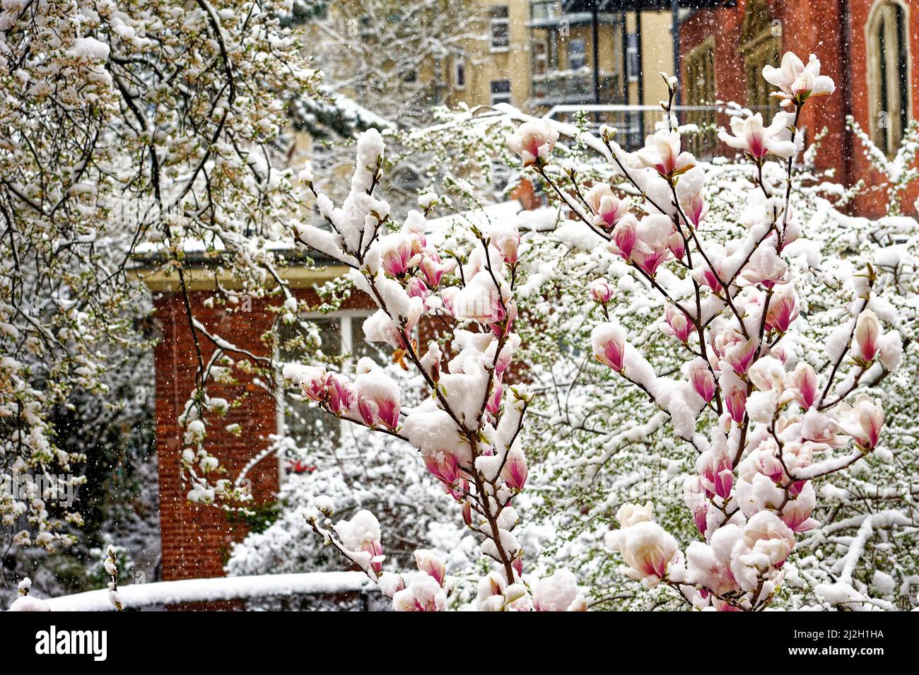 Magnolia Liliiflora Betty Purpur Magnolie Winterhart in Winterliche Garten. Magnolia Blüten im Schnee. Foto Stock