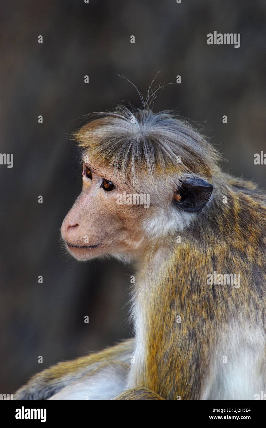 Il macaco tacque (Macaca sinica) è una scimmia del Vecchio mondo di colore bruno-rossastro endemica dello Sri Lanka, dove è conosciuta come rilewa o rilawa. È così Foto Stock