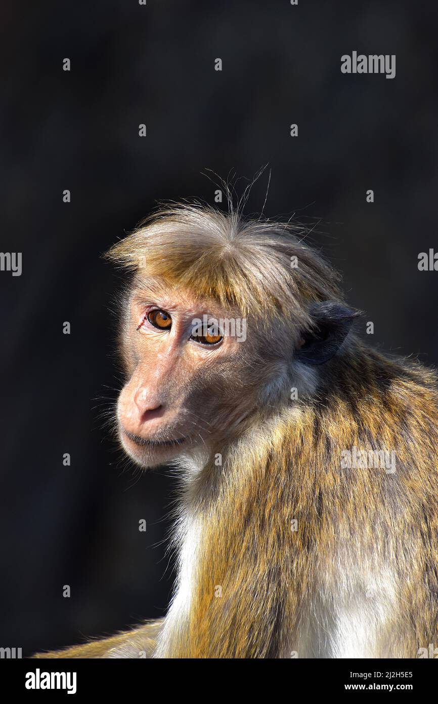 Toque macaque, una scimmia del Vecchio mondo endemica dello Sri Lanka Foto Stock