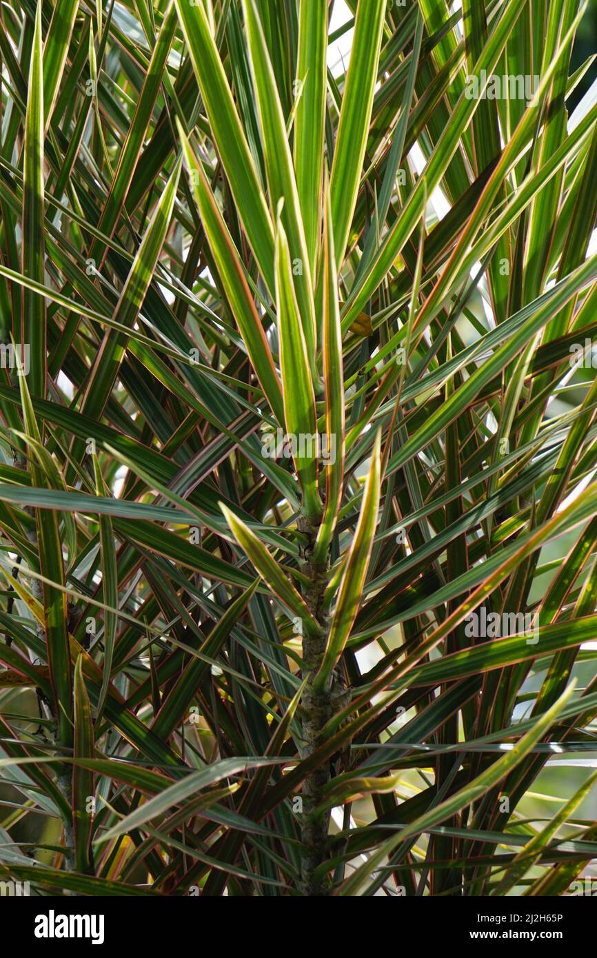 Dracaena Marginata nella natura. Dracaena marginata, comunemente chiamata dracaena a bordo rosso, è un albero sempreverde con gre rigido, a forma di nastro e marginato rosso Foto Stock