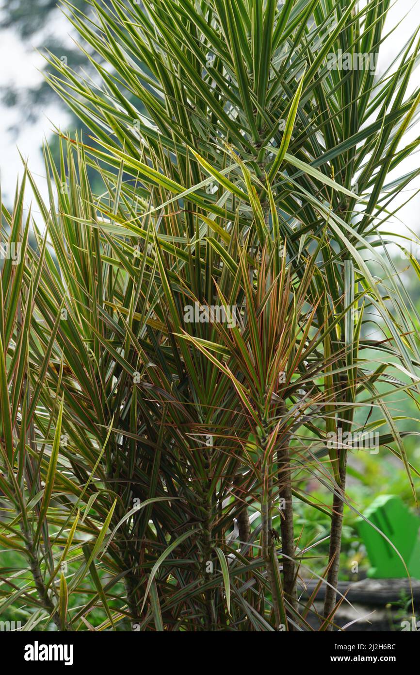 Dracaena Marginata nella natura. Dracaena marginata, comunemente chiamata dracaena a bordo rosso, è un albero sempreverde con gre rigido, a forma di nastro e marginato rosso Foto Stock